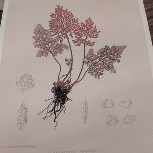 Botanical Art Print with Red and Brown Accents